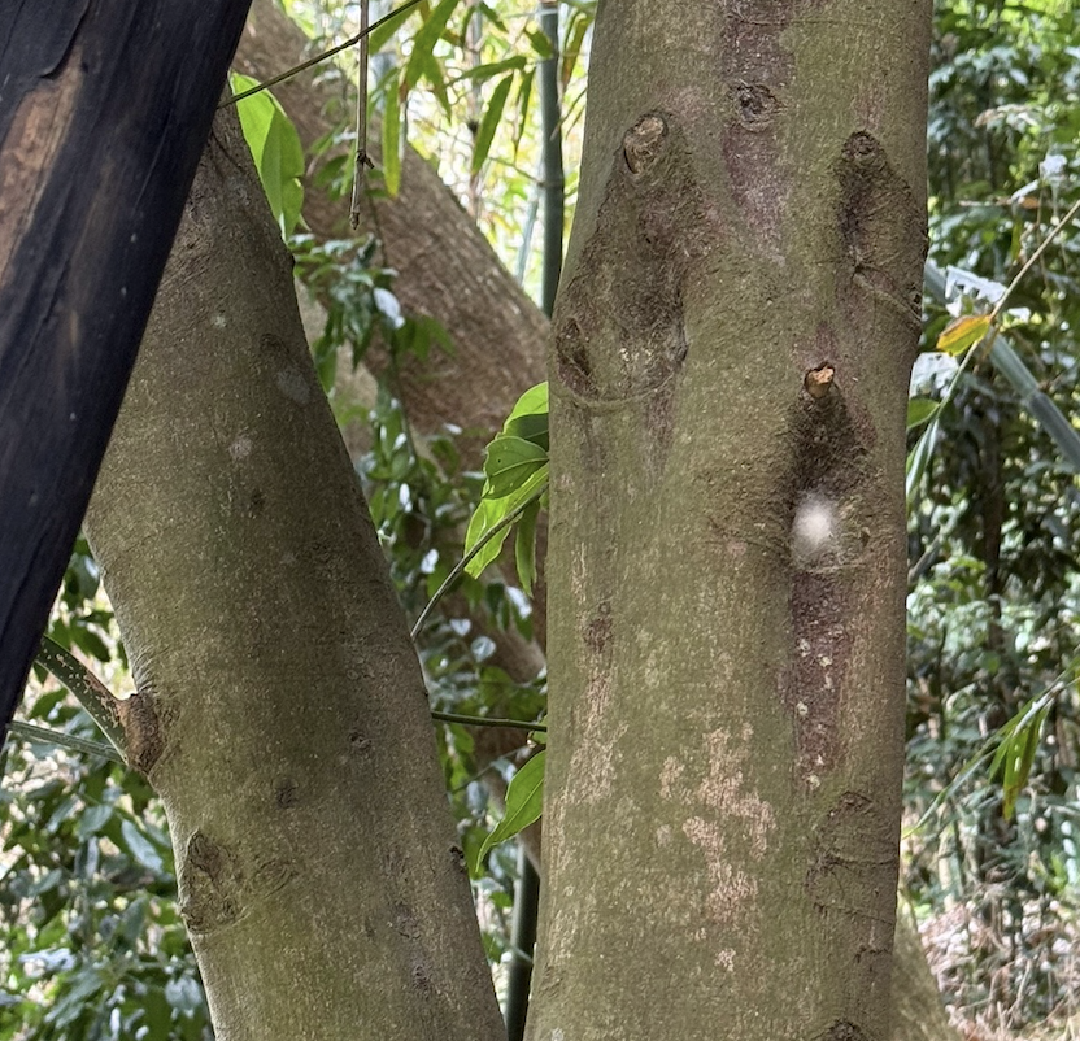 樹幹長出像蜘蛛網的東西