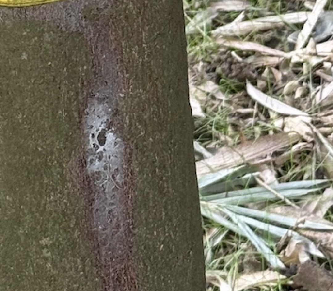 樹幹長出像蜘蛛網的東西