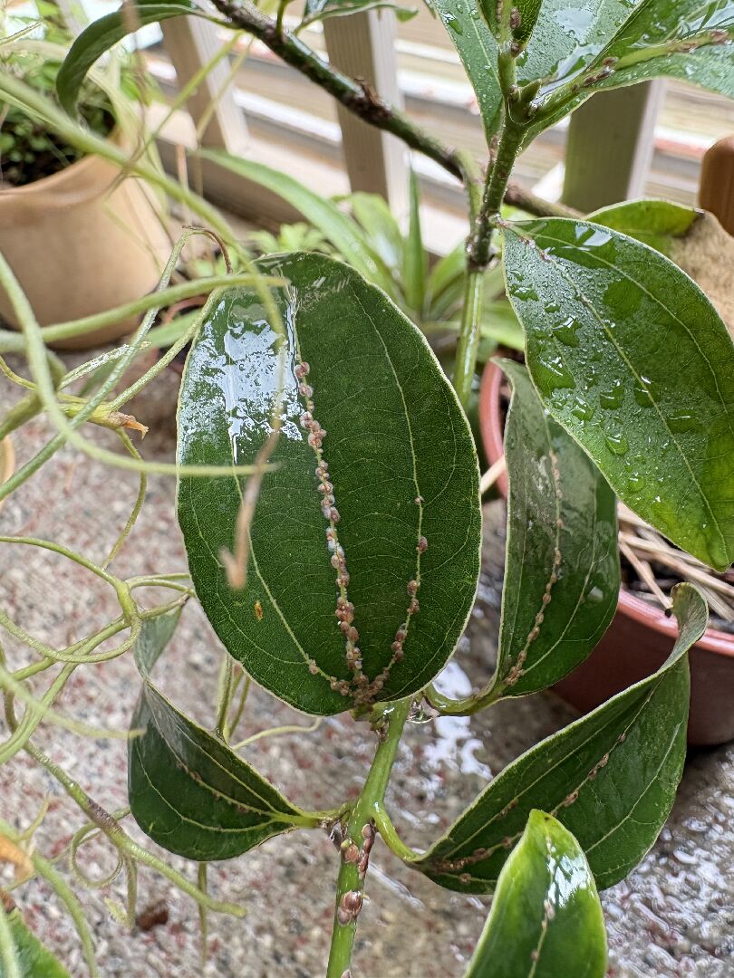 土肉桂葉脈及枝條上出現疑似咖啡色的小蟲