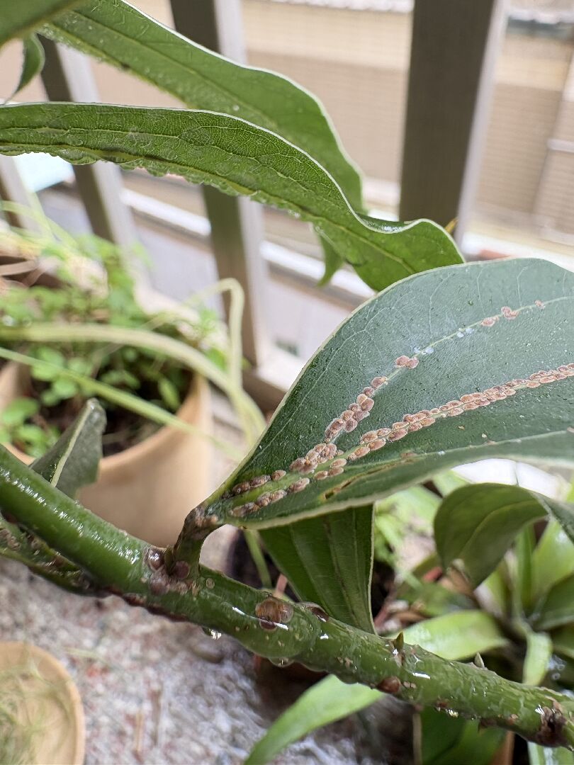 土肉桂葉脈及枝條上出現疑似咖啡色的小蟲