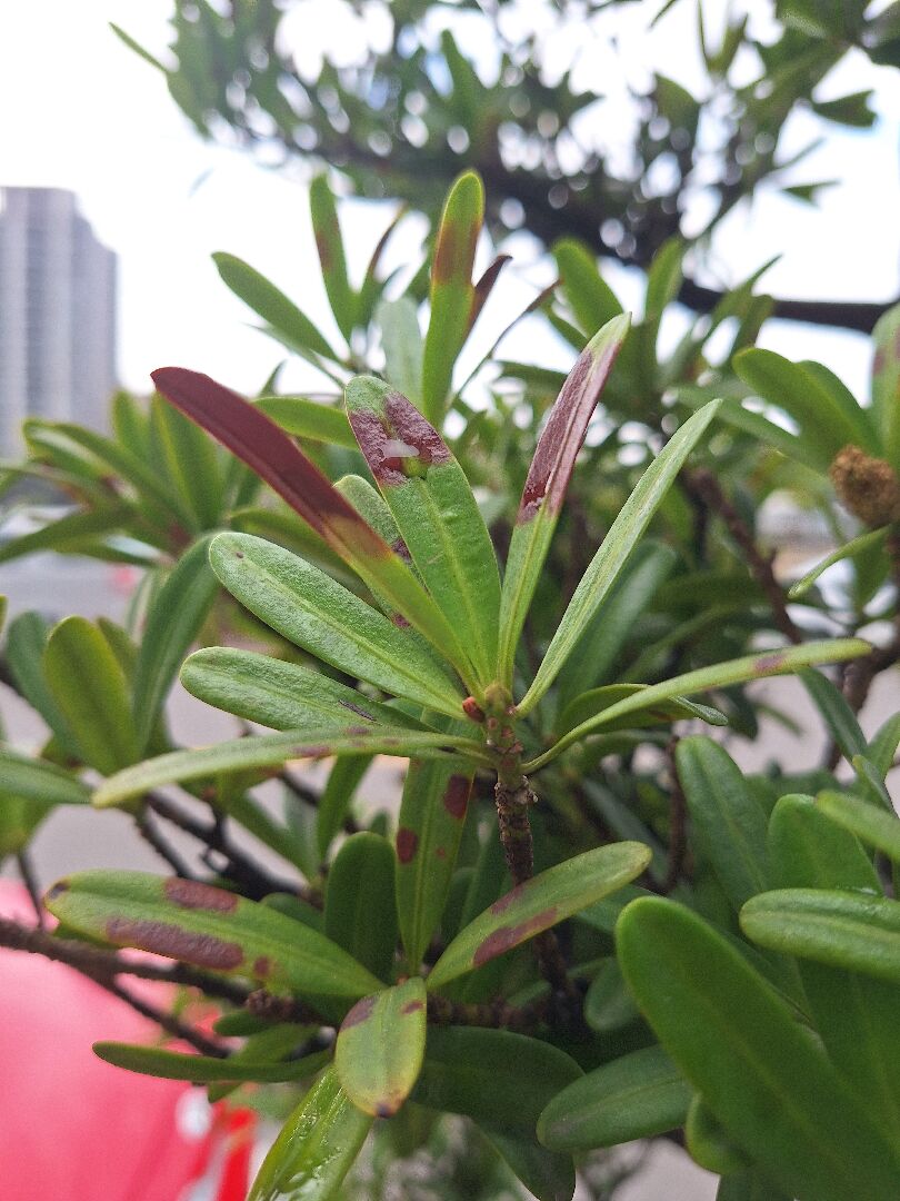 我的羅漢松生病了，想請教各位前輩，該如何處理呢？