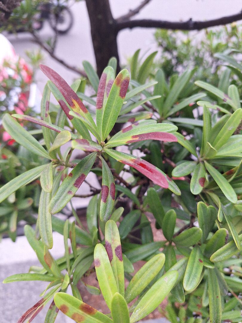 我的羅漢松生病了，想請教各位前輩，該如何處理呢？