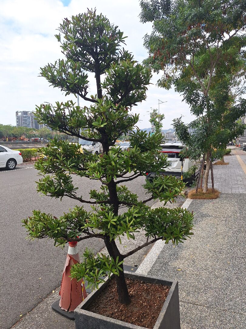 我的羅漢松生病了，想請教各位前輩，該如何處理呢？