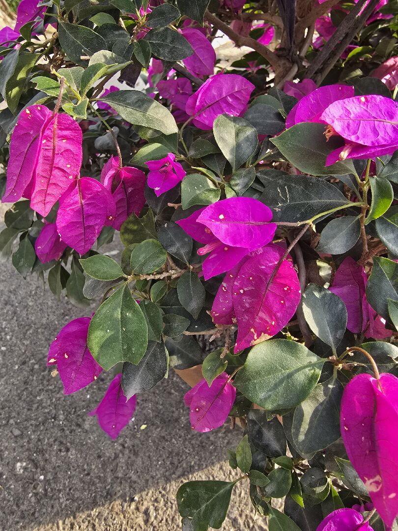 九重葛花瓣出現黃斑，花朵看起來垂垂的