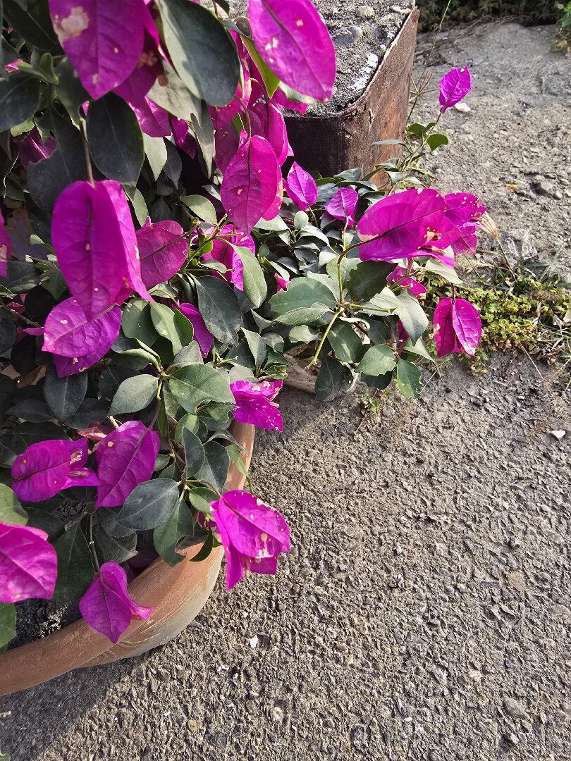 九重葛花瓣出現黃斑，花朵看起來垂垂的