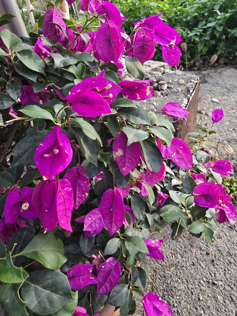 九重葛花瓣出現黃斑，花朵看起來垂垂的