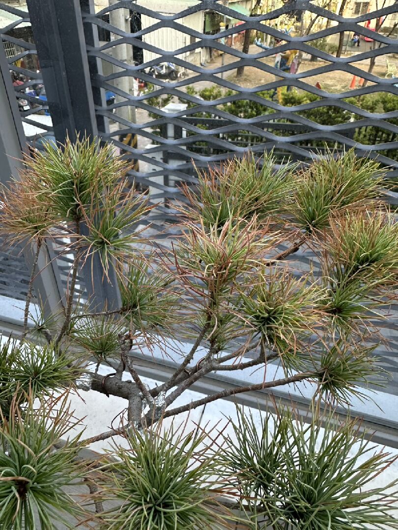 近期五葉松盆栽樹葉從葉尖乾枯