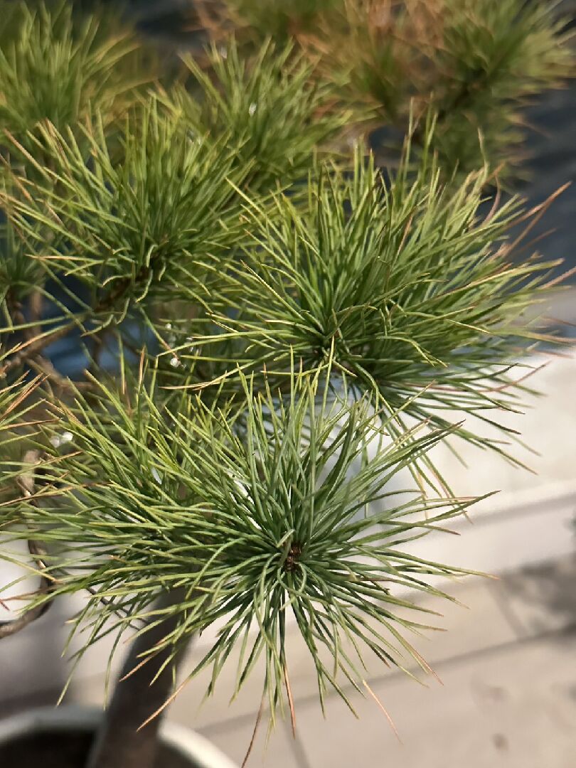 近期五葉松盆栽樹葉從葉尖乾枯