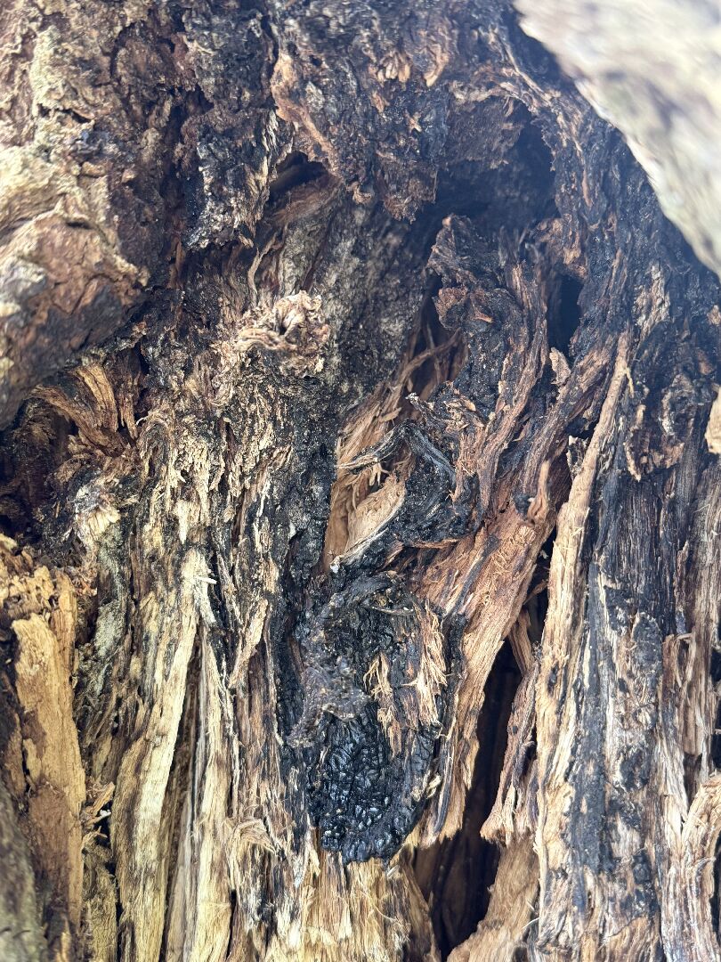 樟樹出現大樹洞，內部發黑，樹皮出現小圓孔及像木粉一樣的物質