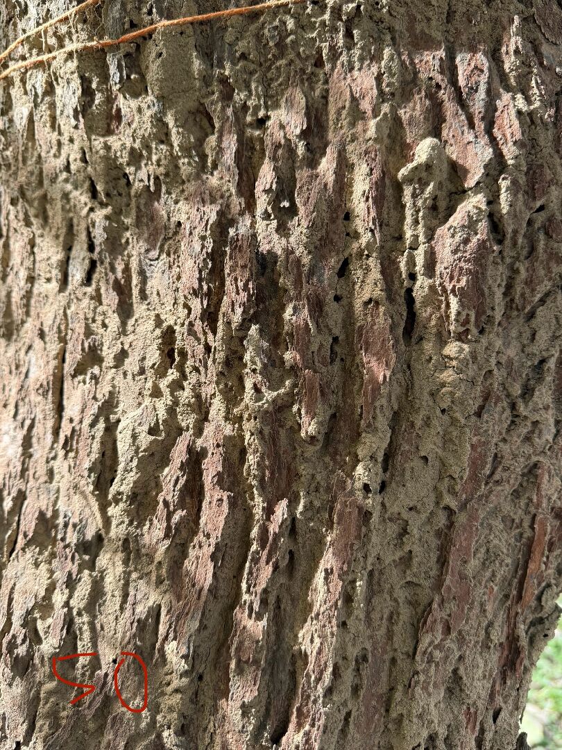 樟樹出現大樹洞，內部發黑，樹皮出現小圓孔及像木粉一樣的物質