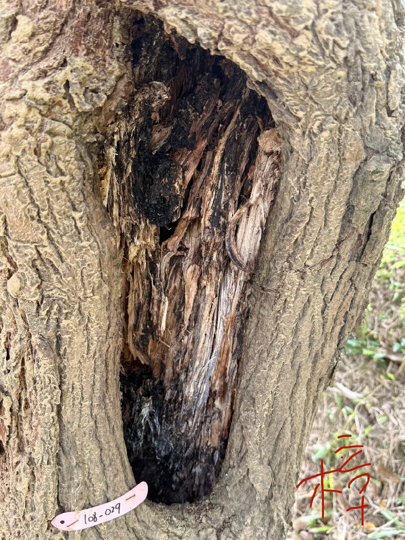 樟樹出現大樹洞，內部發黑，樹皮出現小圓孔及像木粉一樣的物質