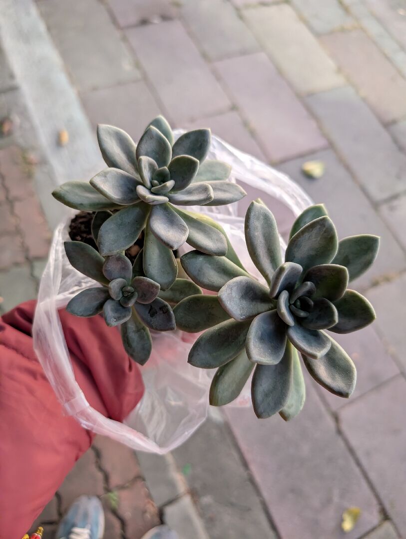 請問這石蓮花是否可食用