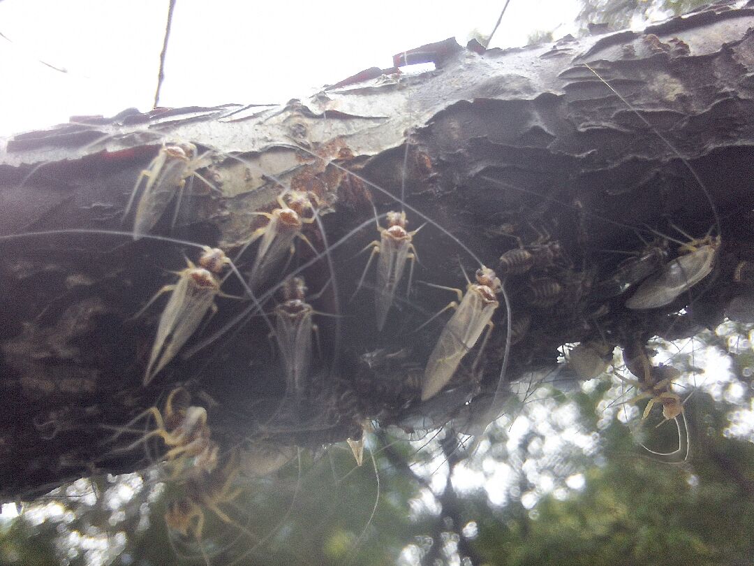 請問樹枝上為何種蟲，有危害嗎