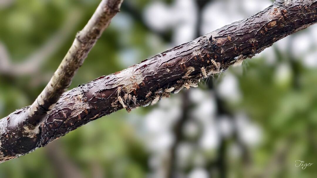 請問樹枝上為何種蟲，有危害嗎