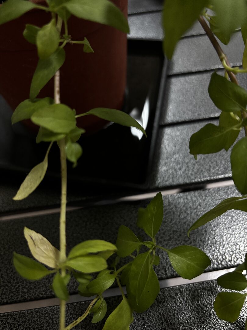 想問我的九層塔是否長蟲 怎麼處理