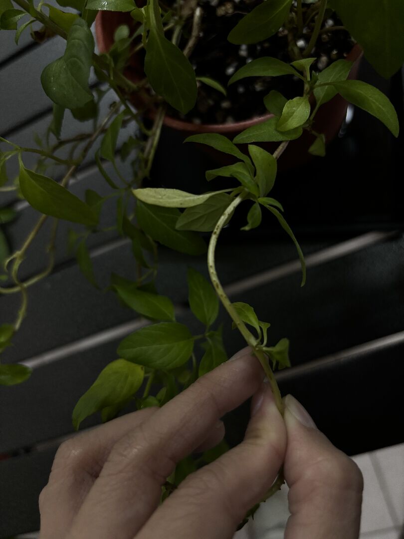 想問我的九層塔是否長蟲 怎麼處理