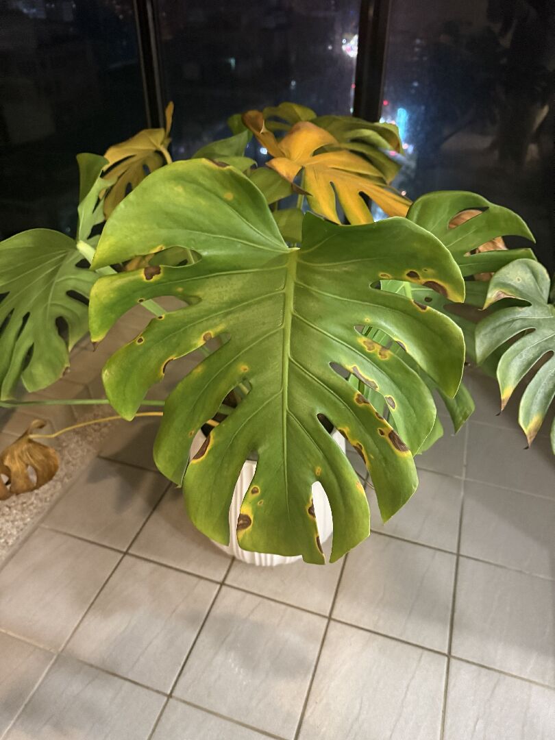 龜背芋葉子枯黃如何解決？