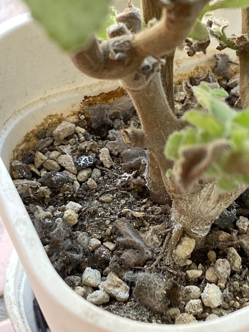 土壤上的白點會蔓延到植物上