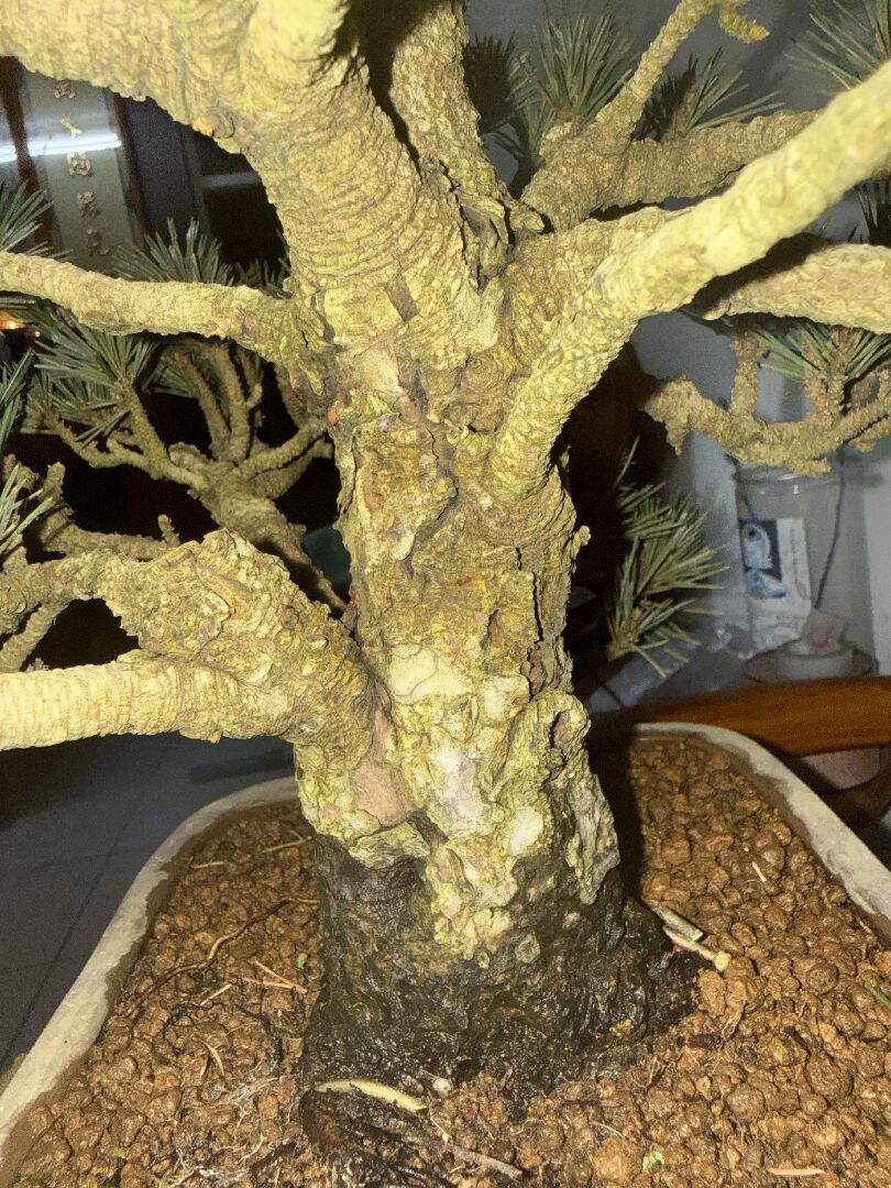 壽松變異品種千壽丸