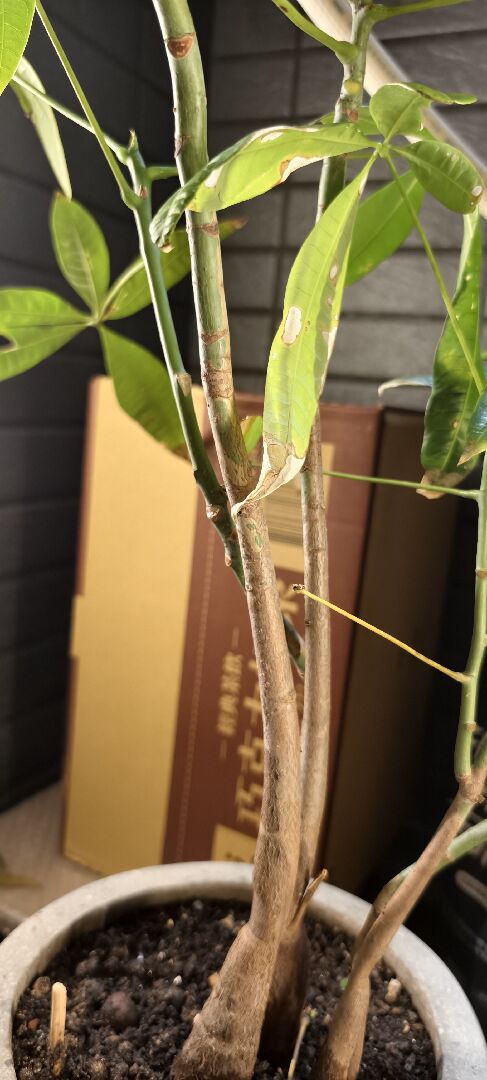 我的發財樹怎麼了?