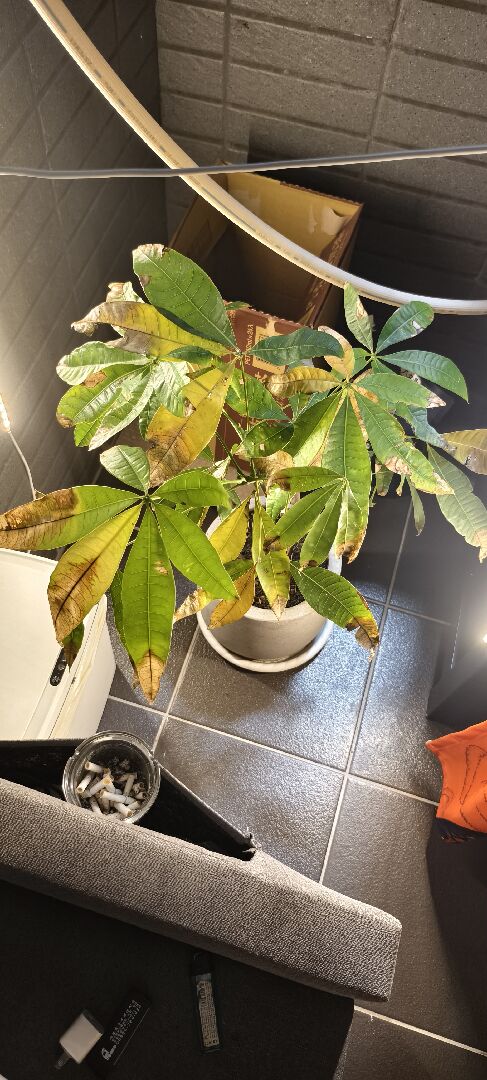 我的發財樹怎麼了?