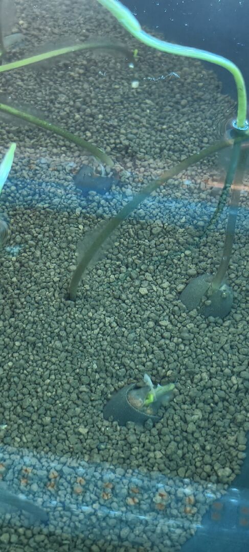 碗蓮上有白白的