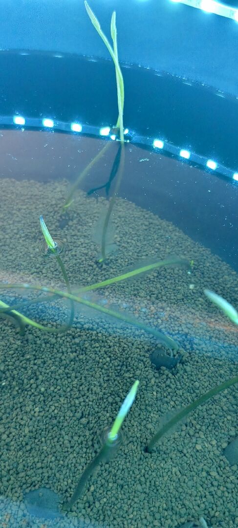 碗蓮上有白白的