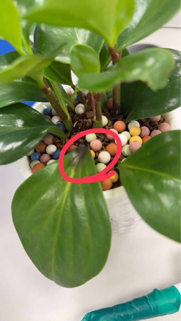 圓葉椒草莖問題