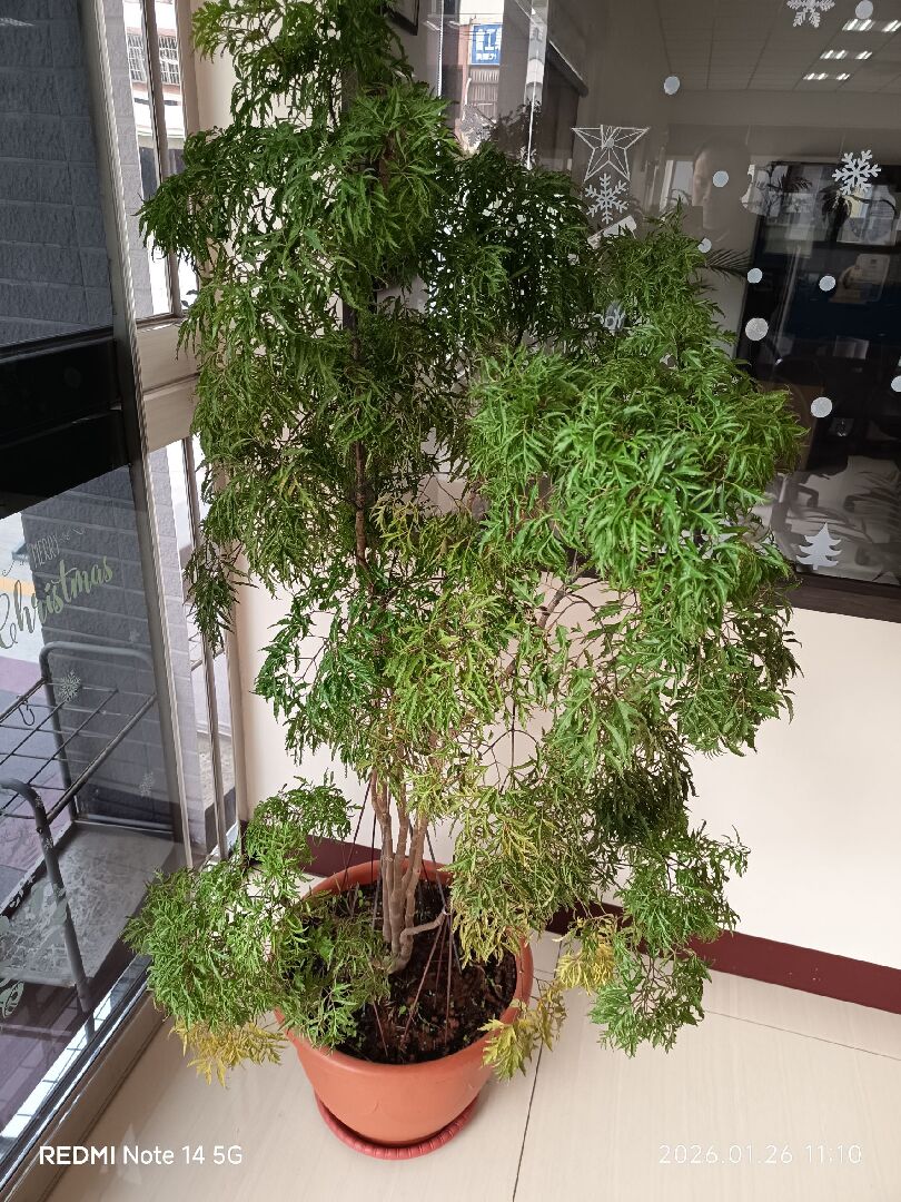 福祿桐葉黃掉葉