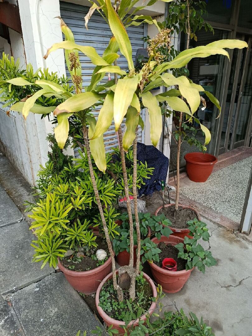 盆栽中空的樹幹怎麼救