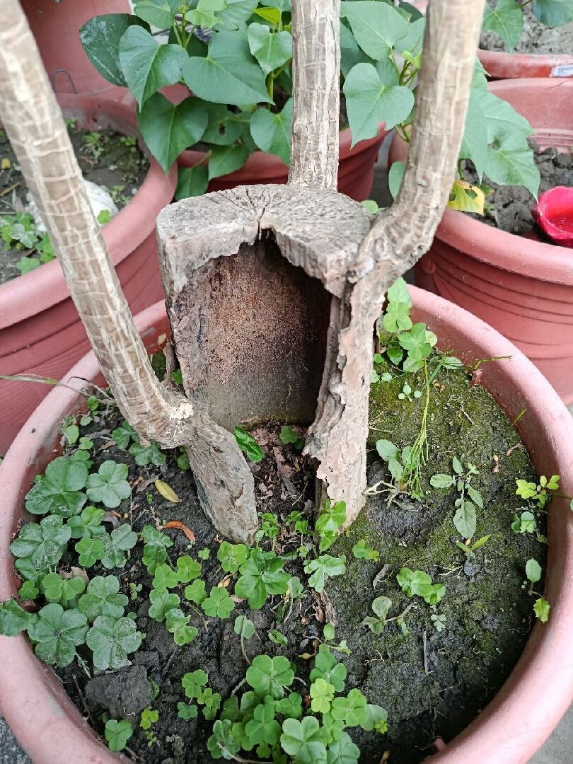 盆栽中空的樹幹怎麼救