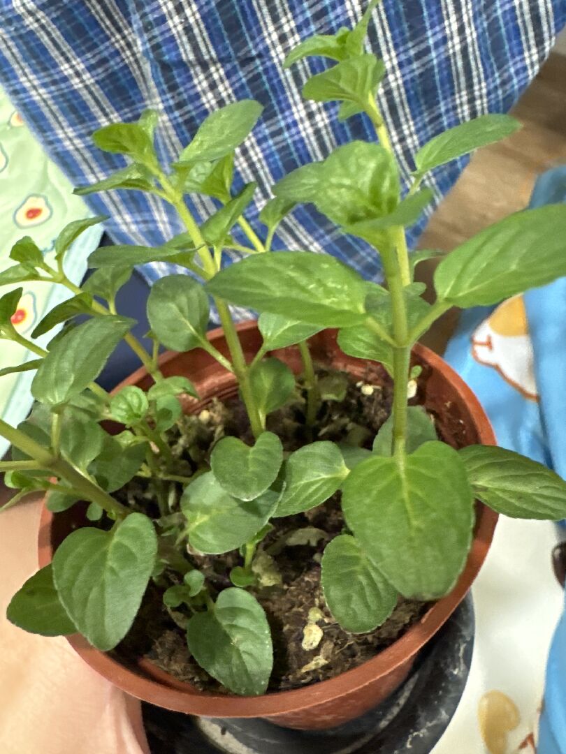 請問這株植物是什麼