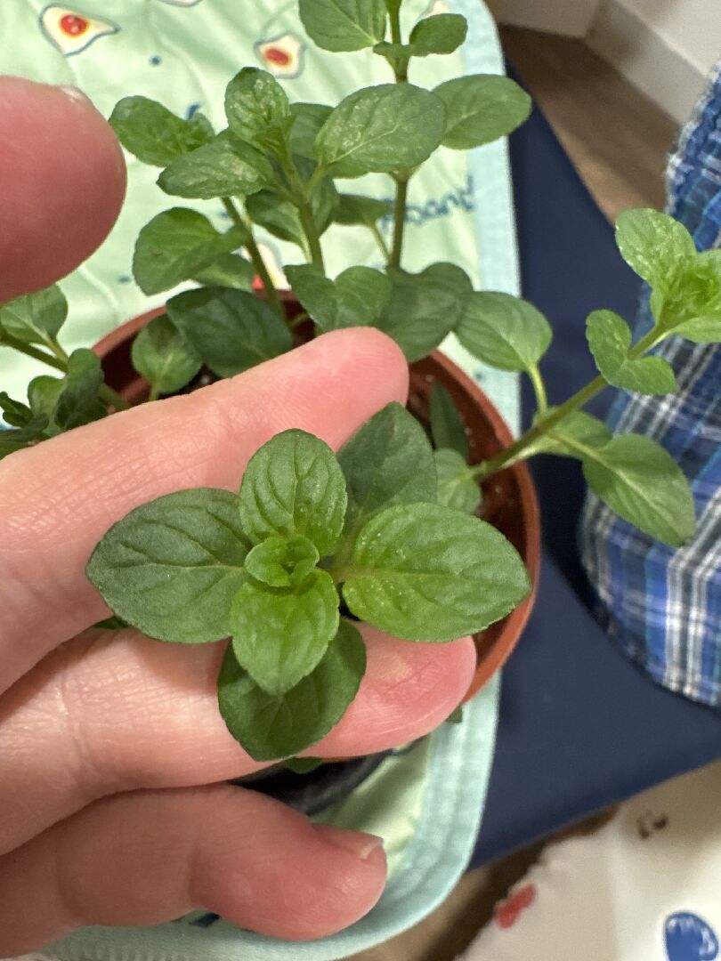 請問這株植物是什麼