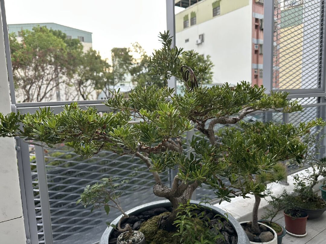 羅漢松葉片乾枯