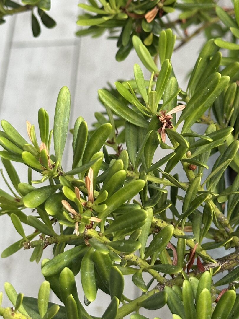 羅漢松葉片乾枯