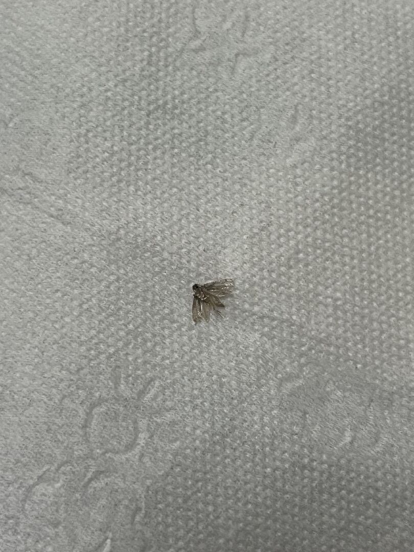 請幫我看這是什麼蟲