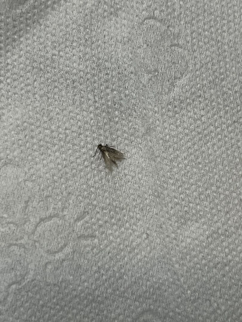 請幫我看這是什麼蟲