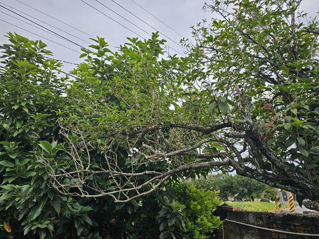 桂花樹樹枝枯萎