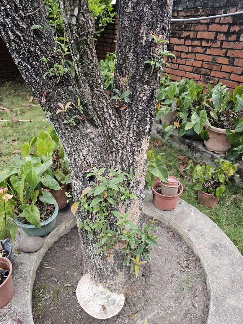 桂花樹樹枝枯萎