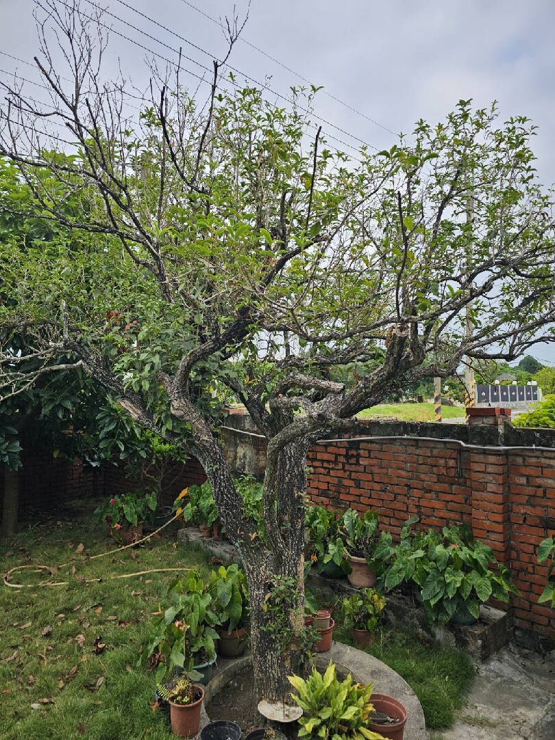 桂花樹樹枝枯萎