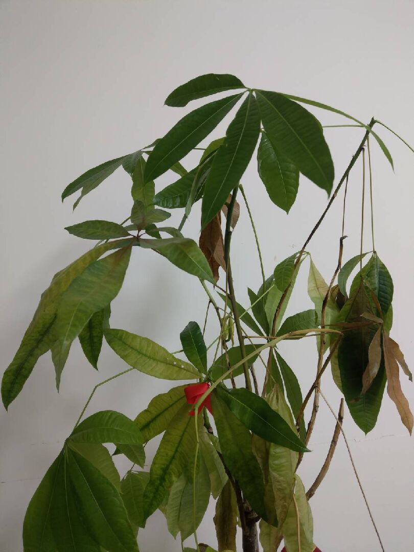 發財樹葉子枯黃且透明化，枝條垂弱無力