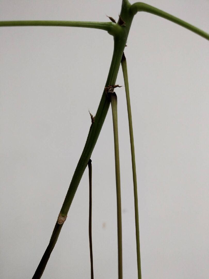 發財樹葉子枯黃且透明化，枝條垂弱無力