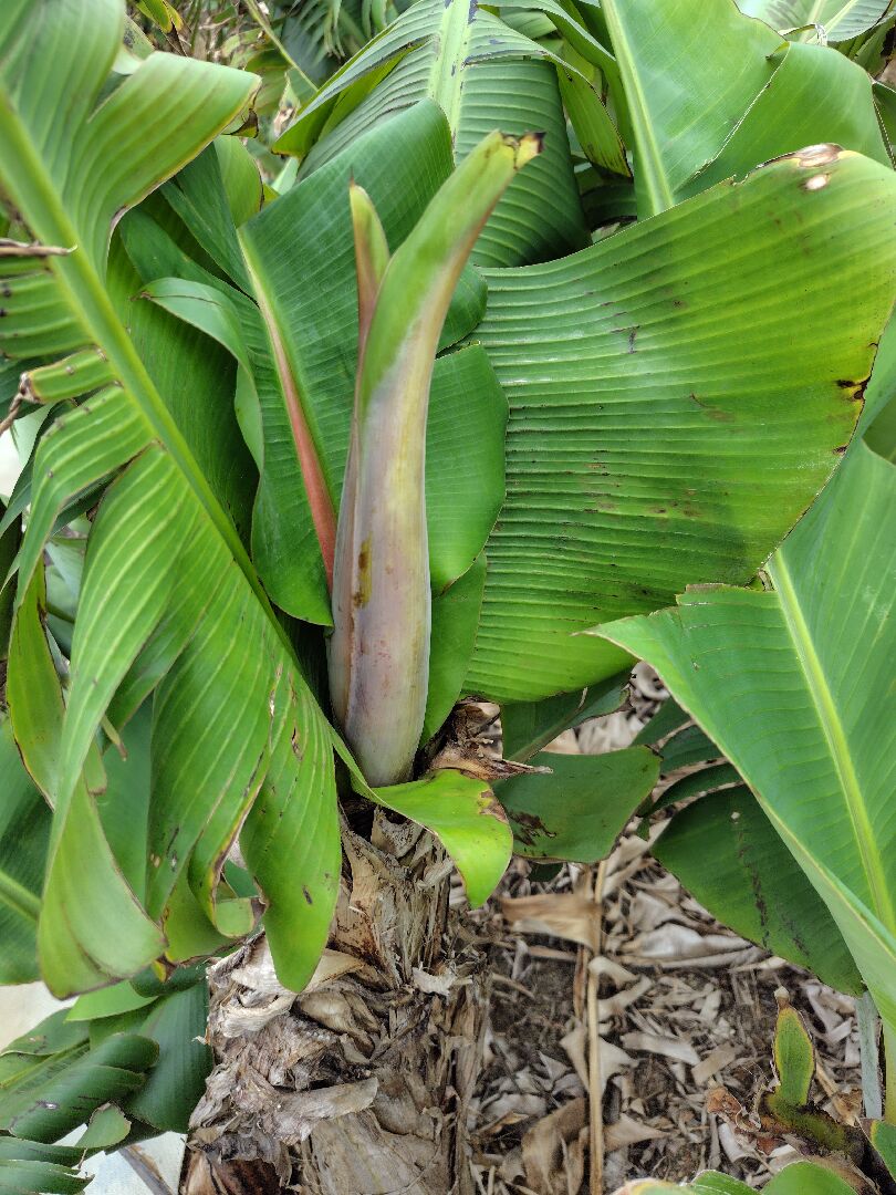  香蕉花直直長