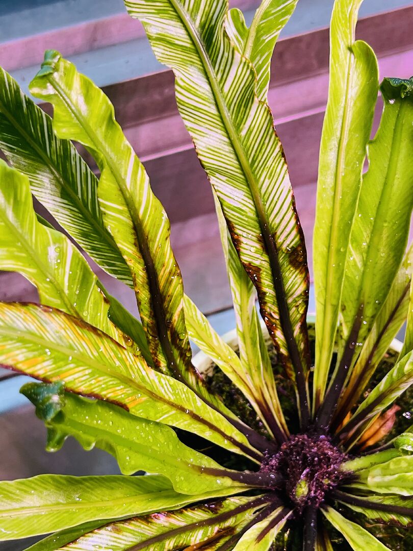 我的斑葉山蘇葉子底部邊緣發黑是怎麼了