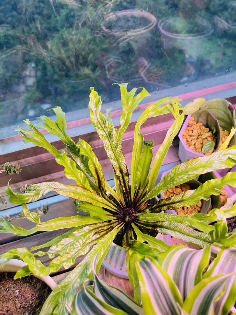 我的斑葉山蘇葉子底部邊緣發黑是怎麼了