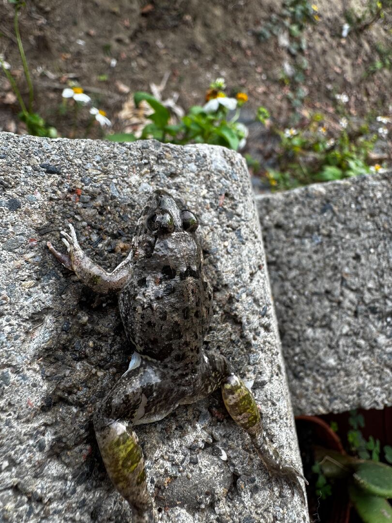 請問這是什麼蛙