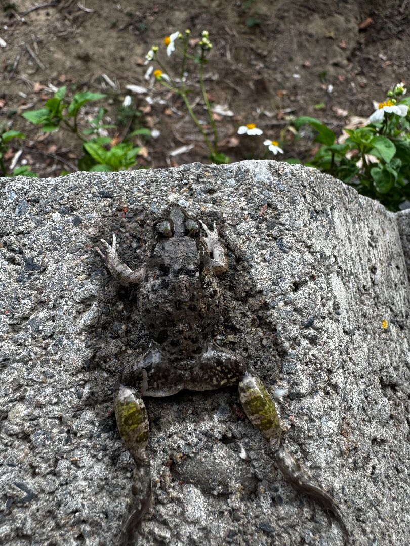 請問這是什麼蛙