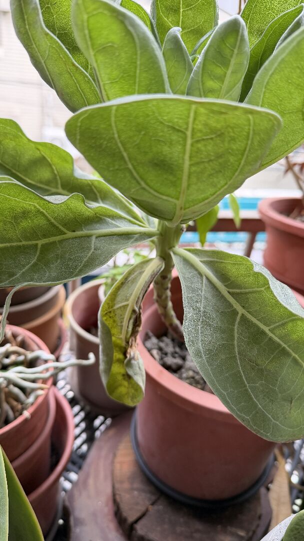 請問如何判定白水木是缺水，還是澆水過多？