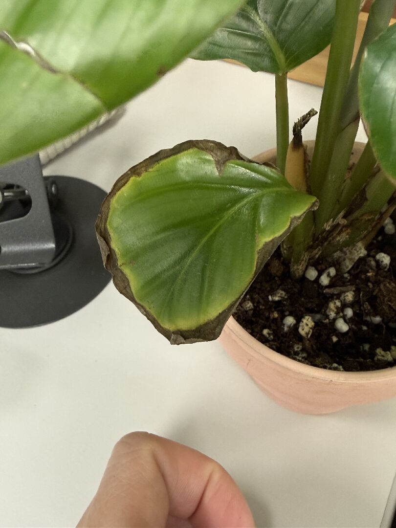 青蘋果竹芋放室內為何葉片焦黃（沒有過度曝曬）