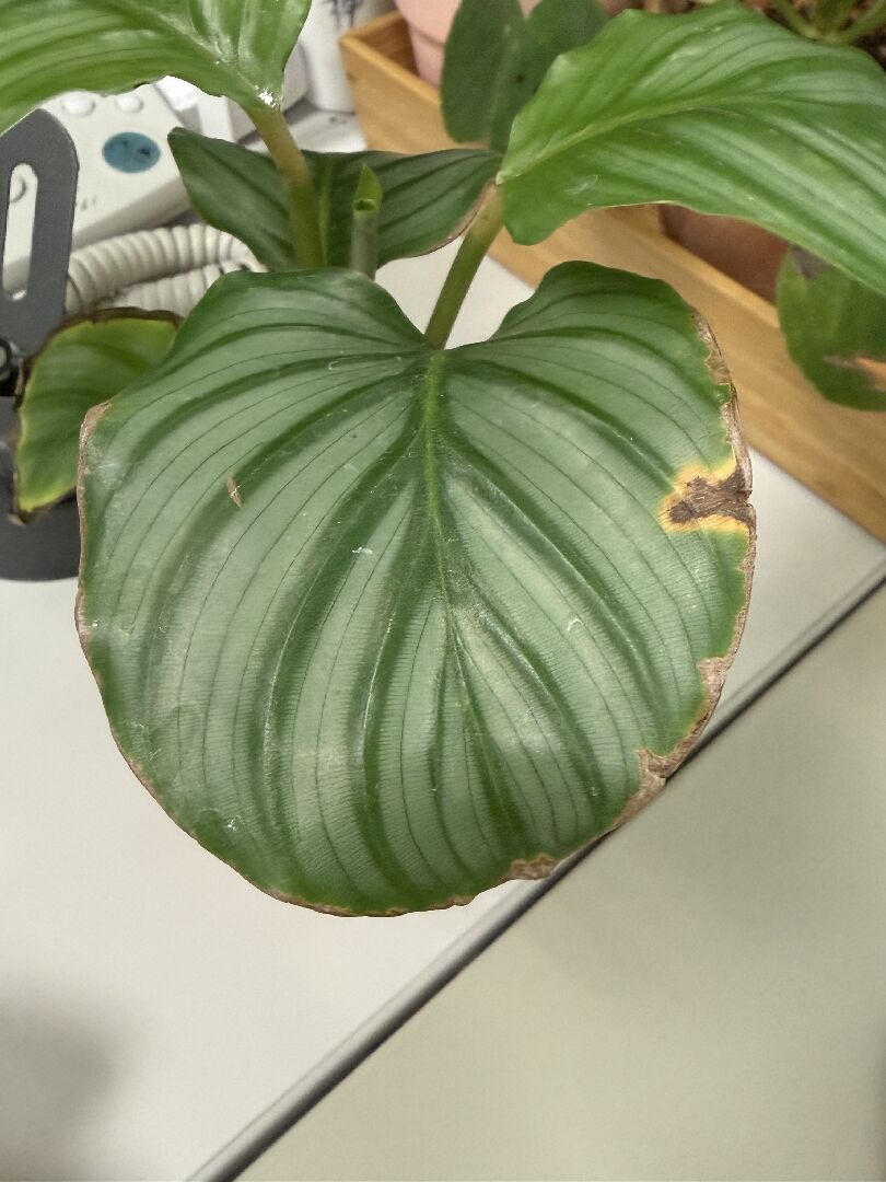 青蘋果竹芋放室內為何葉片焦黃（沒有過度曝曬）